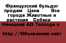 Французский бульдог продам › Цена ­ 1 - Все города Животные и растения » Собаки   . Ненецкий АО,Топседа п.